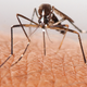 Illustration for article titled New Evidence Suggests Link Between Mosquito-Borne Virus and Birth Defects
